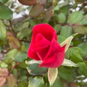 Meet your Posher, Danna